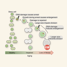 Model  for how  stem cell enlargement  contributes  to their  functional  decline  with age.