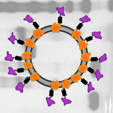 schematic of protein subunit vaccine