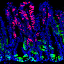 stacked loops of cells, mostly blue but some bright pink or green